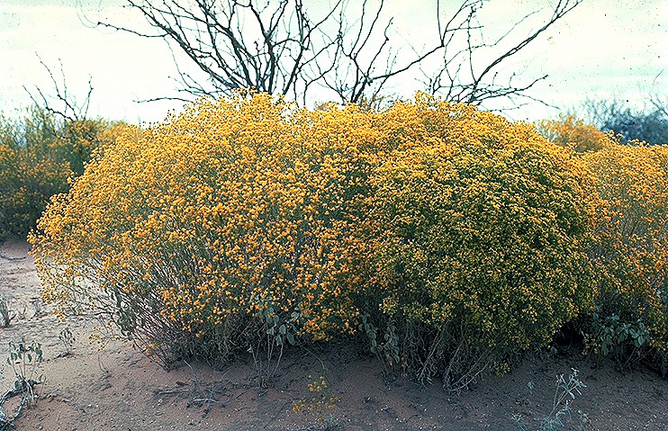 Gutierrezia