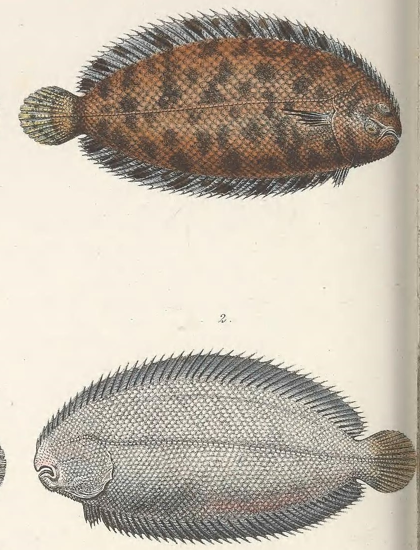 Monochirus