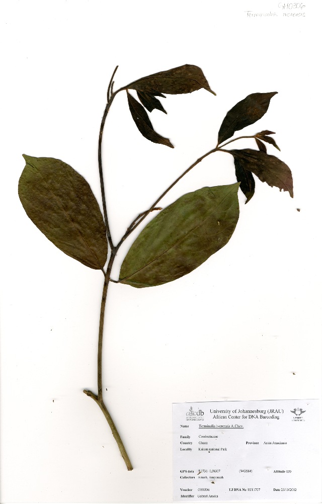 Terminalia ivorensis