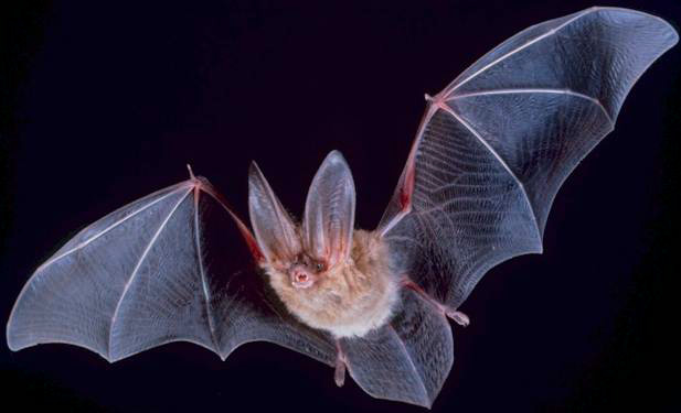 Chiroptera
