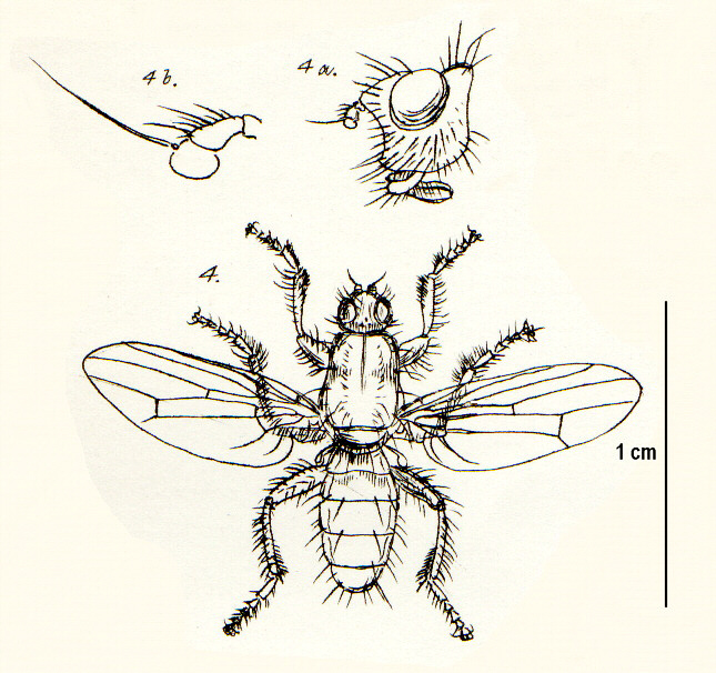 Coelopidae