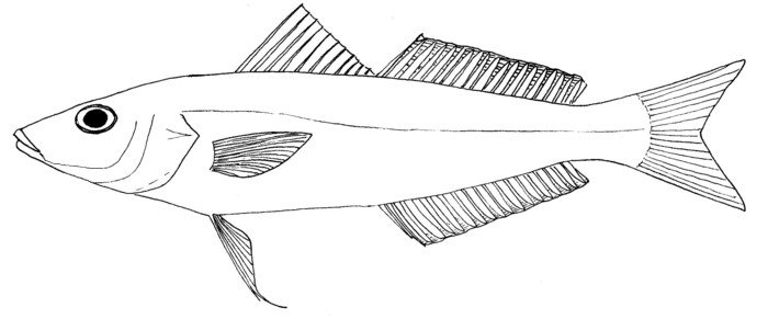 Bay whiting