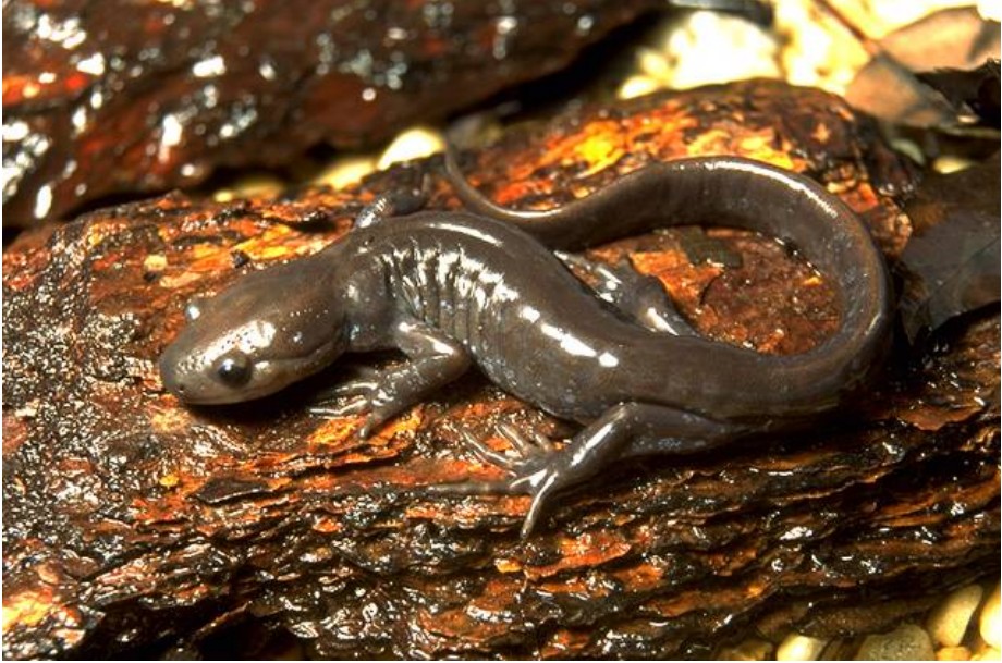 Ambystoma jeffersonianum