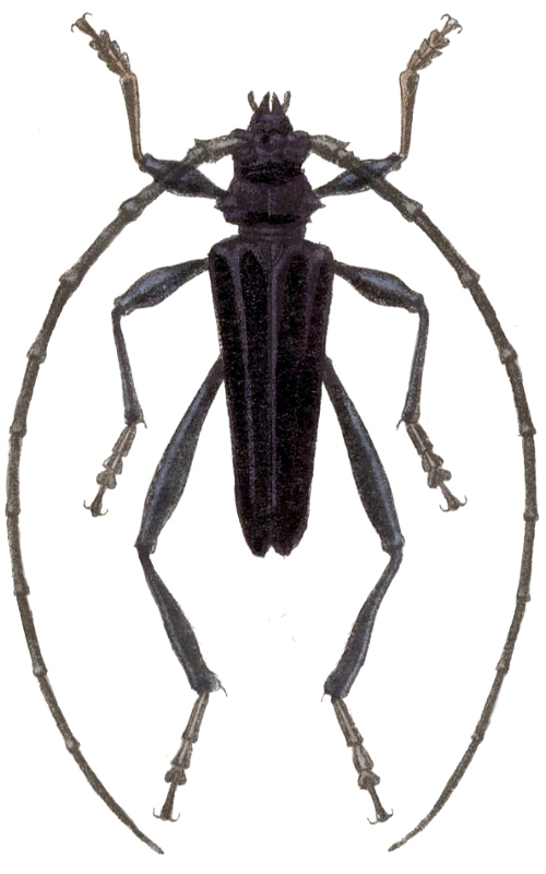 Callichroma cyanomelas