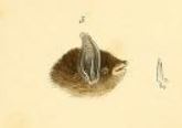 Silver-tipped myotis