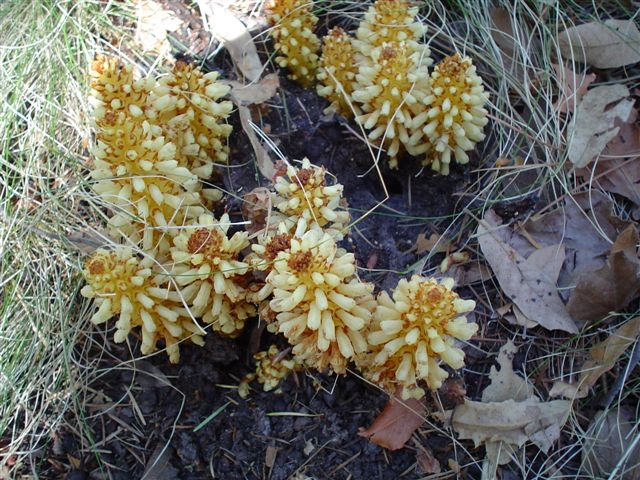 Conopholis