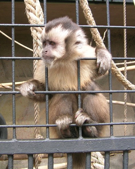 cage