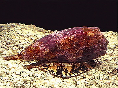 Orthogastropoda