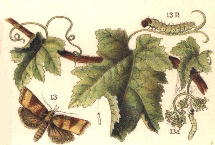 Sparganothini