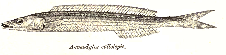 Bleekeria