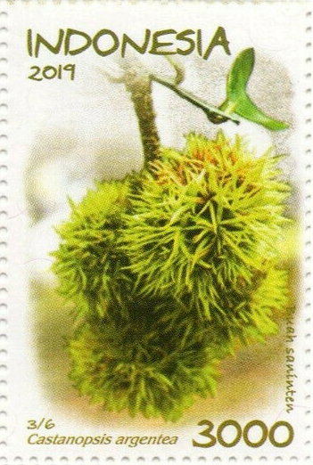 Castanopsis argentea