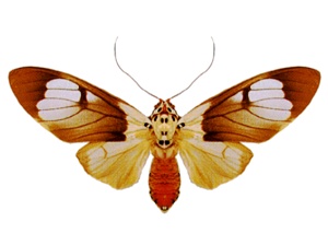 Amerila