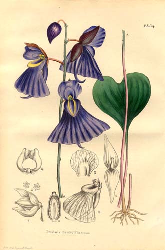 Utricularia humboldtii