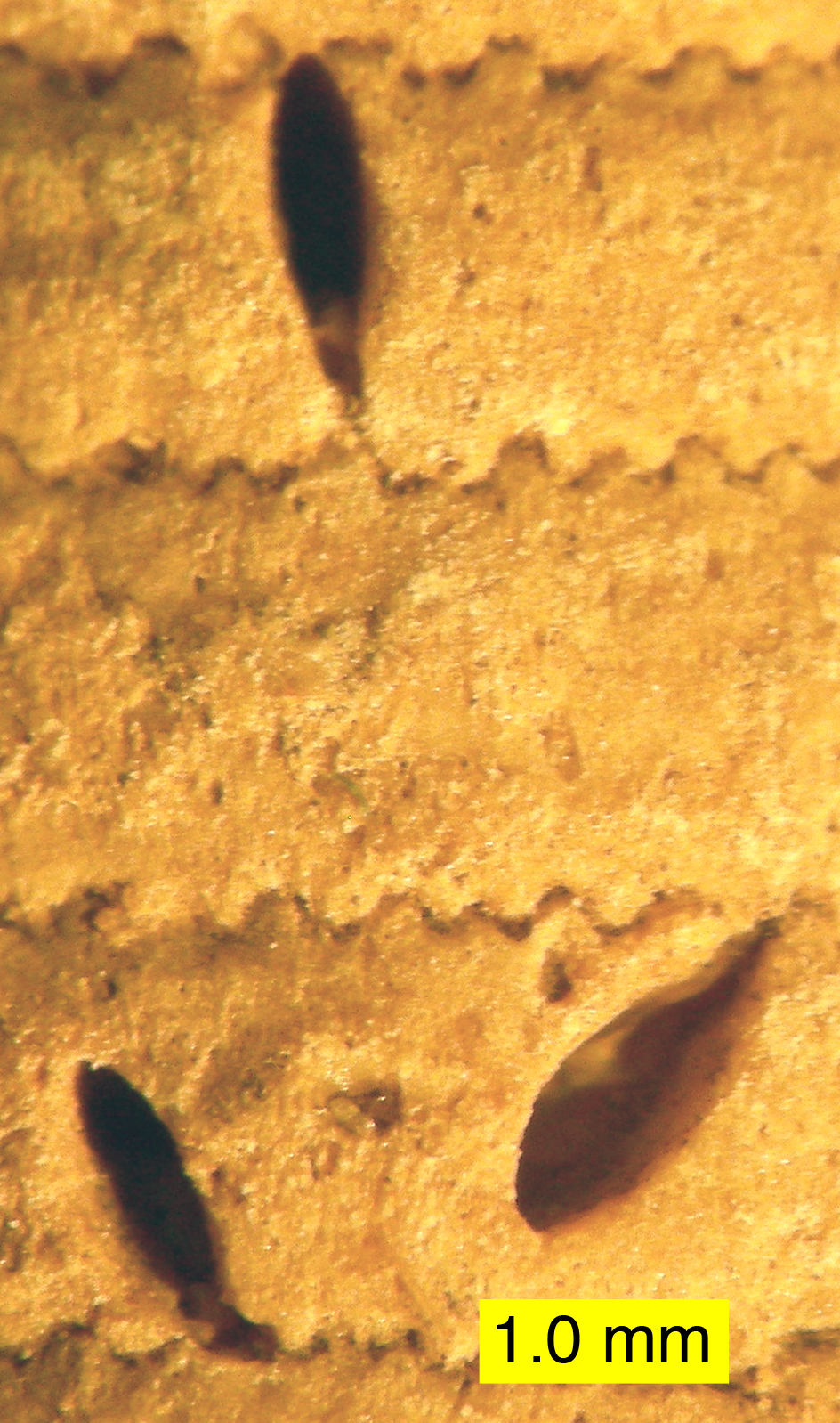 Acrothoracica