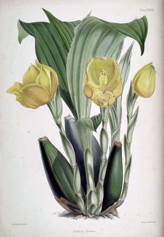 Tulip orchids