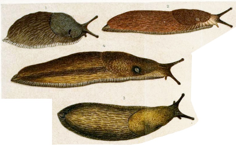 Arion lusitanicus