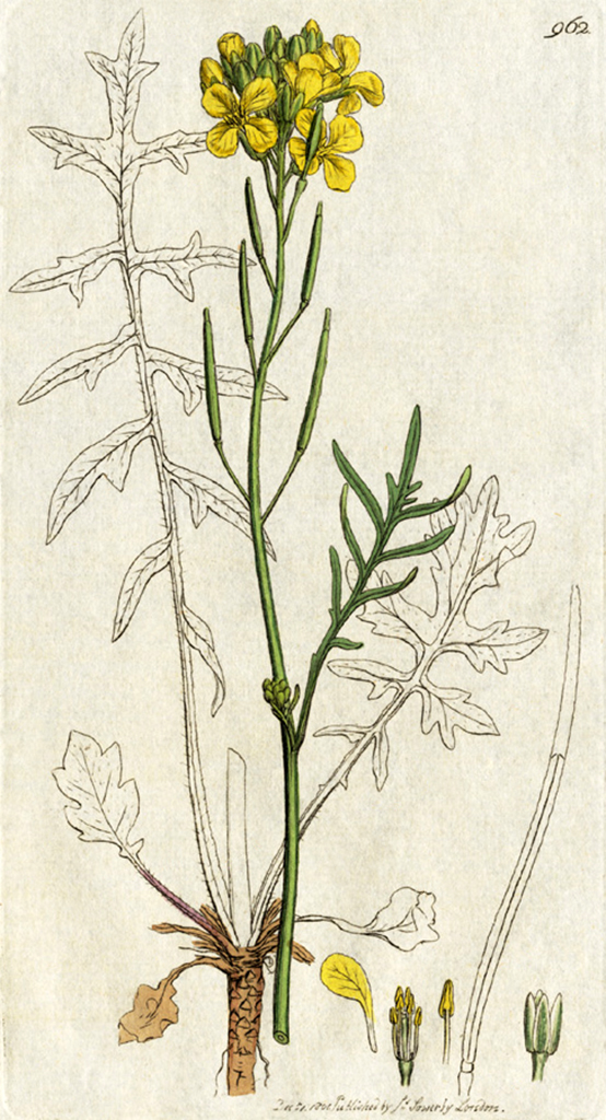 Coincya monensis