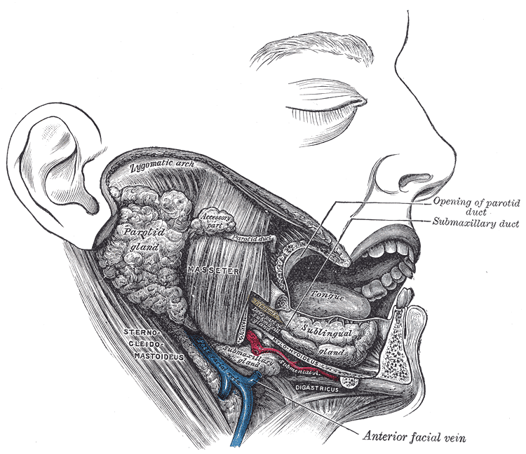Submental artery