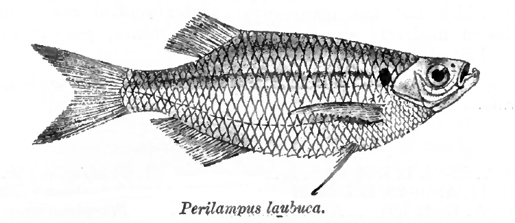 Laubuka