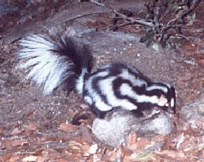 Spilogale