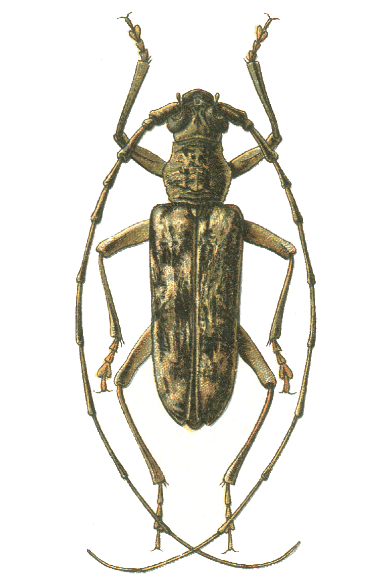 Aeolesthes sarta