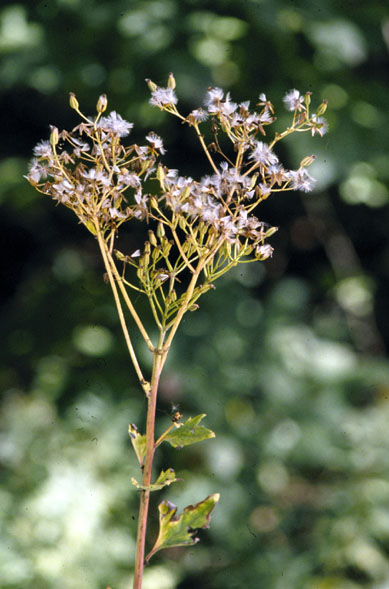 Cacalia
