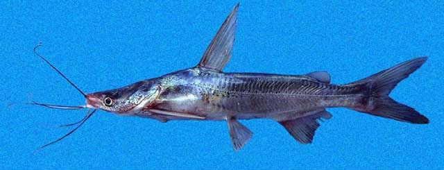 Cathorops