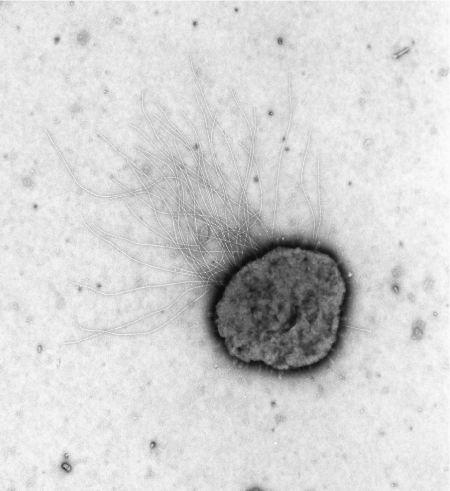Methanococcus