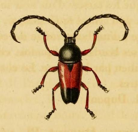 Lissonotus corallinus