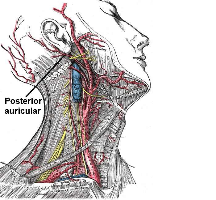 posterior auricular artery