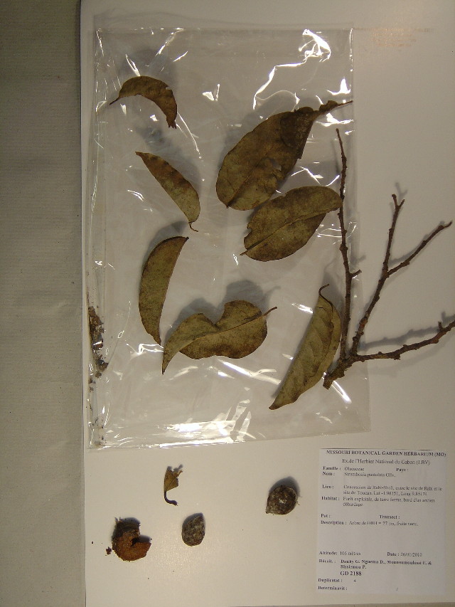 Strombosia pustulata