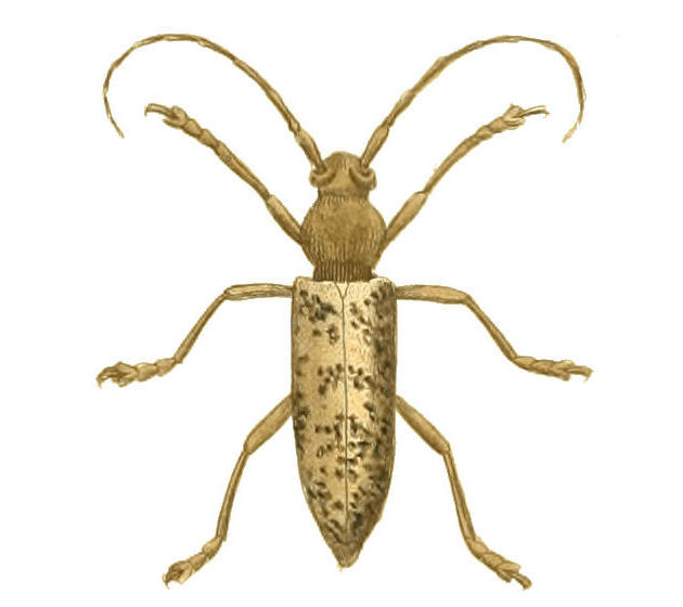 Enaphalodes atomarius