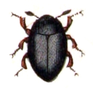 Limnichidae