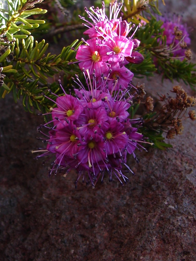 Phyllodoce breweri