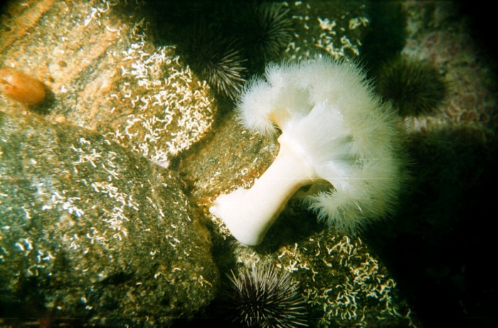 Metridiidae