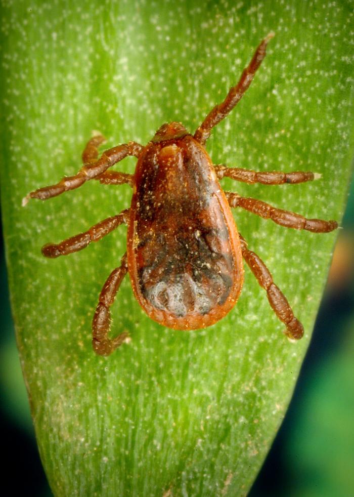 Rhipicephalus