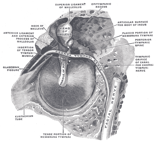 stapedius muscle