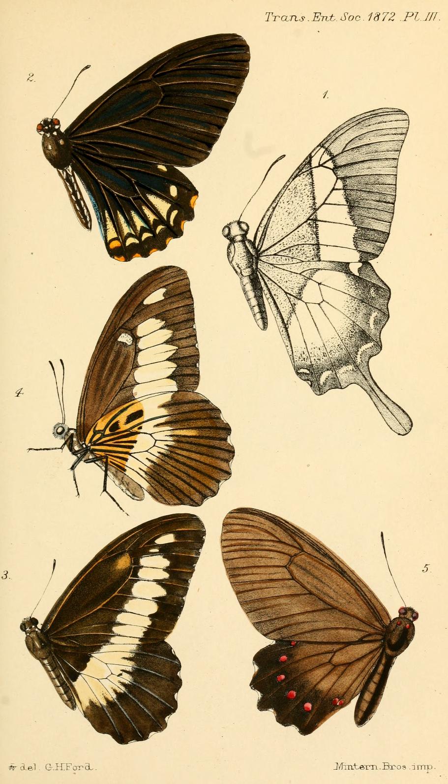 Parides burchellanus