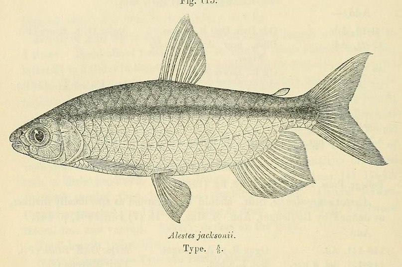 Brycinus jacksonii