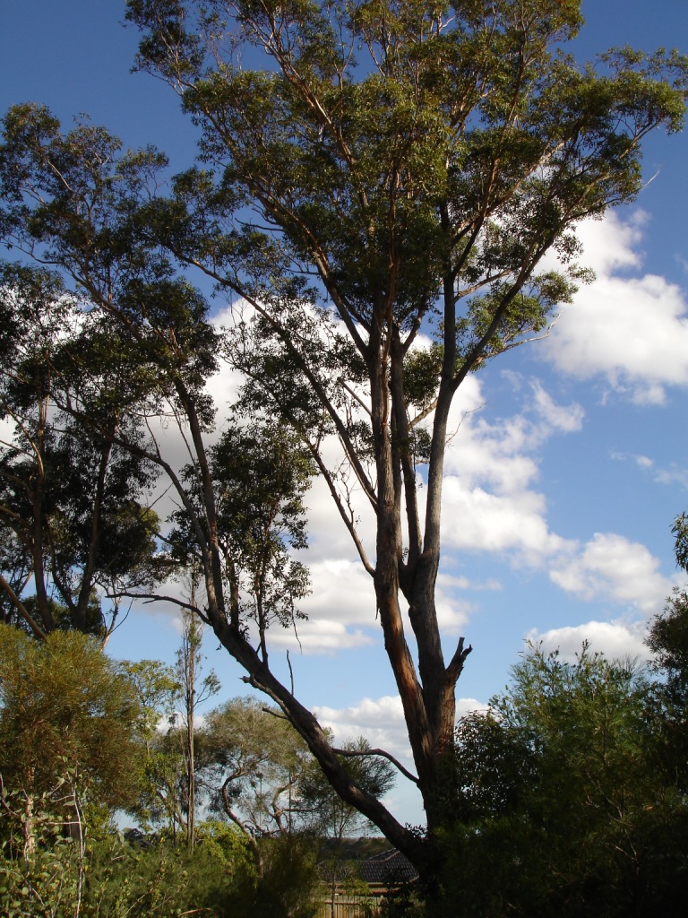 Eucalyptus botryoides