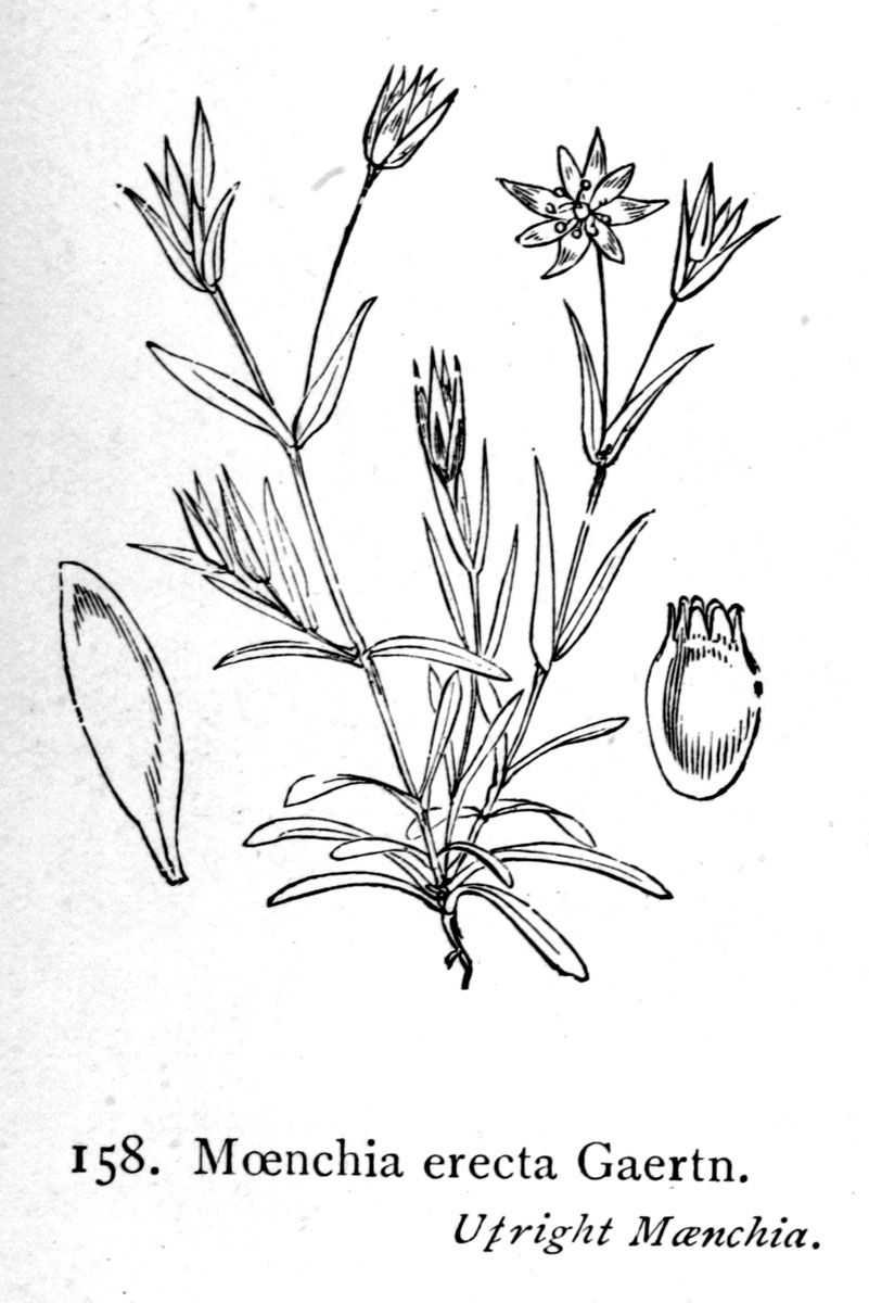 Erect Chickweed