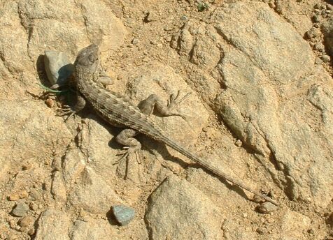 Sceloporus