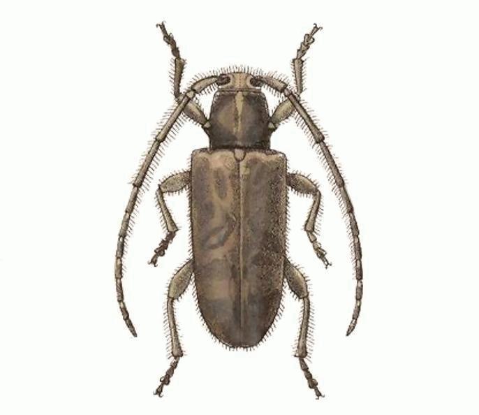 Eupogonius ursulus