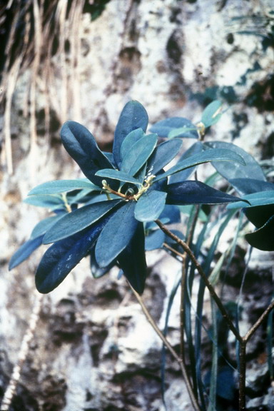 Daphnopsis