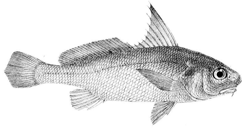 Johnius