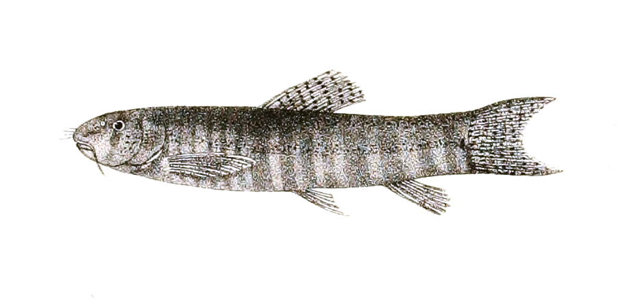 Creek loach