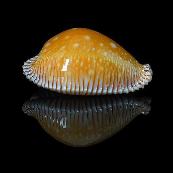 Perisserosa guttata