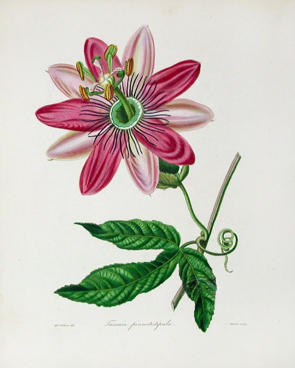 Passiflora pinnatistipula