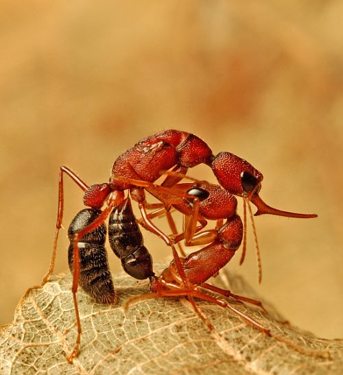 Ponerinae