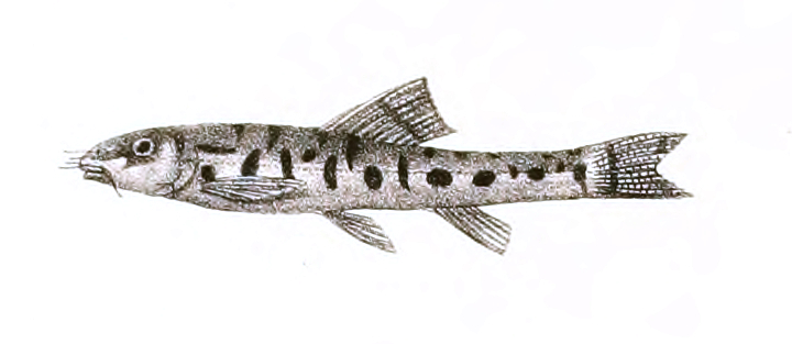 Nemacheilus corica